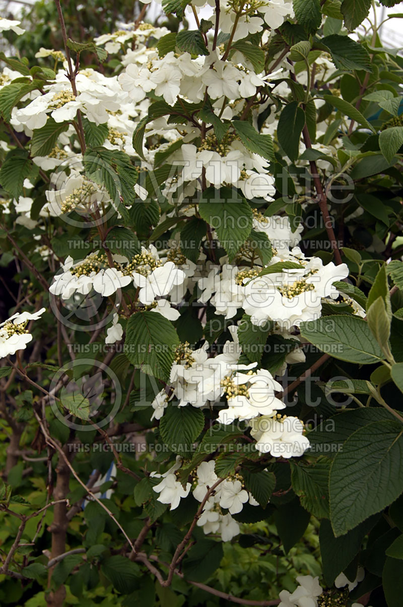 Viburnum Mariesii (Cranberry) 2