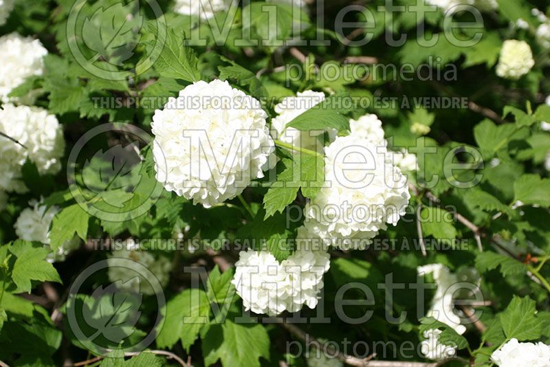 Viburnum opulus (Cranberry Bush Eastern Snowball)  2