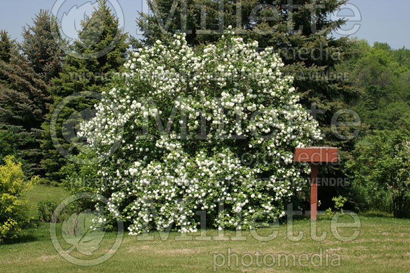 Viburnum opulus (Cranberry Bush Eastern Snowball)  1