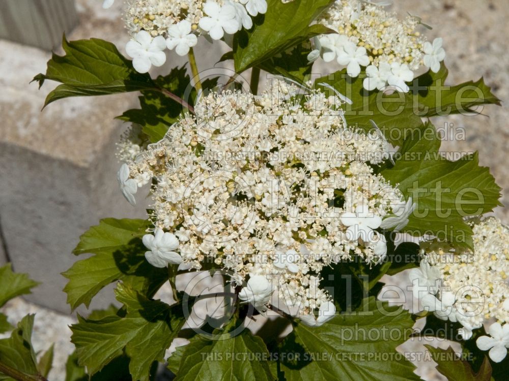 Viburnum Compactum (European Cranberry Bush Eastern Snowball) 3 