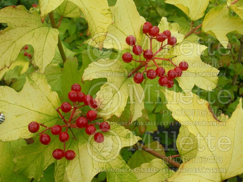 Viburnum Harvest Gold (Cranberry) 3