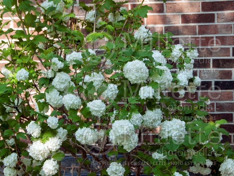 Viburnum Roseum aka Sterile (European Cranberry Bush Eastern Snowball) 2 