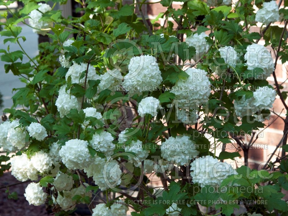 Viburnum Roseum aka Sterile (European Cranberry Bush Eastern Snowball) 12 