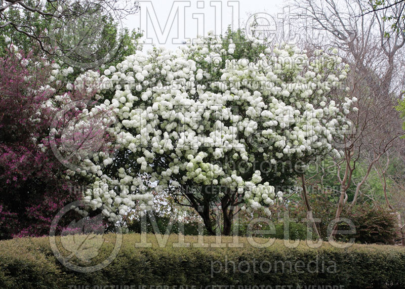 Viburnum Roseum or Sterile (European Cranberry Bush Eastern Snowball) 7 