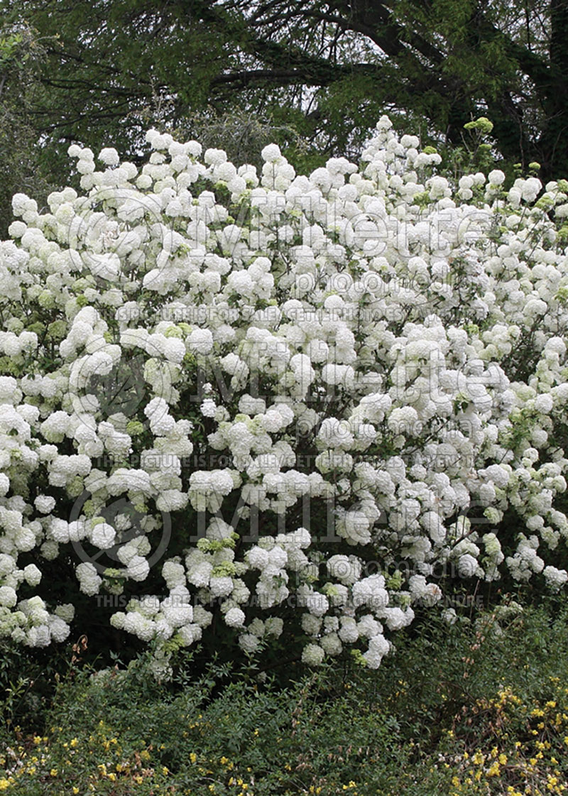 Viburnum Roseum or Sterile (European Cranberry Bush Eastern Snowball) 8 