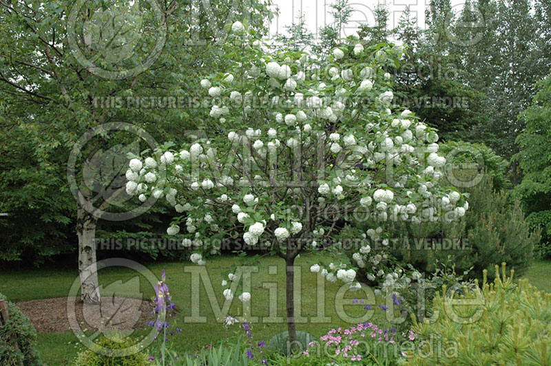 Viburnum Roseum or Sterile (European Cranberry Bush Eastern Snowball) 4 