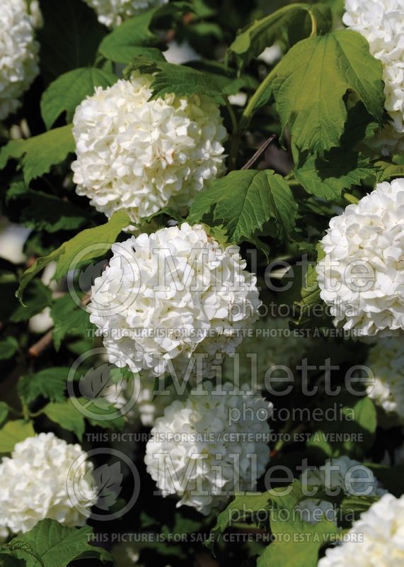 Viburnum Roseum or Sterile (European Cranberry Bush Eastern Snowball) 9 