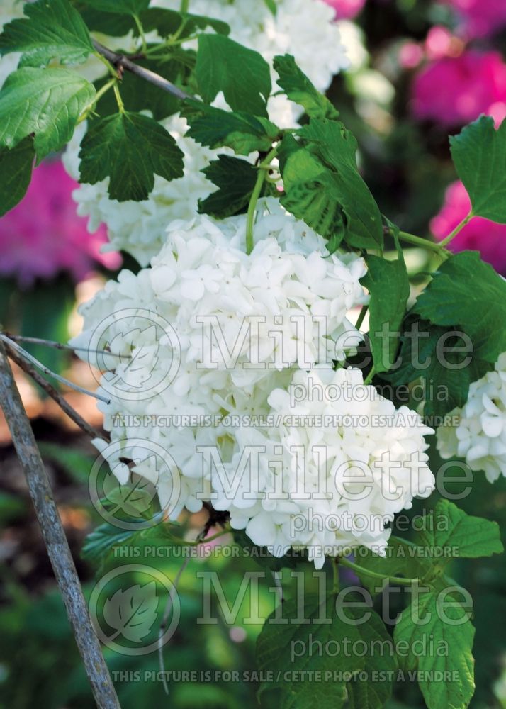 Viburnum Roseum or Sterile (European Cranberry Bush Eastern Snowball) 10 