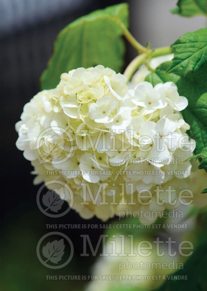 Viburnum Roseum or Sterile (European Cranberry Bush Eastern Snowball) 11 