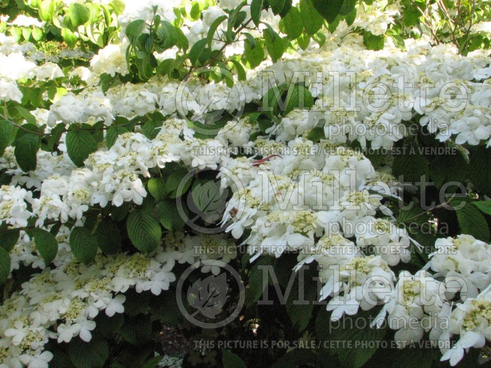 Viburnum Shasta (Cranberry) 2