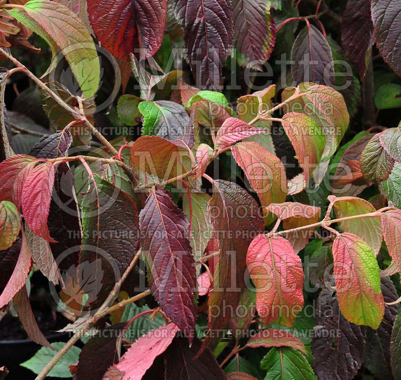 Viburnum Kilimandjaro (Cranberry) 1