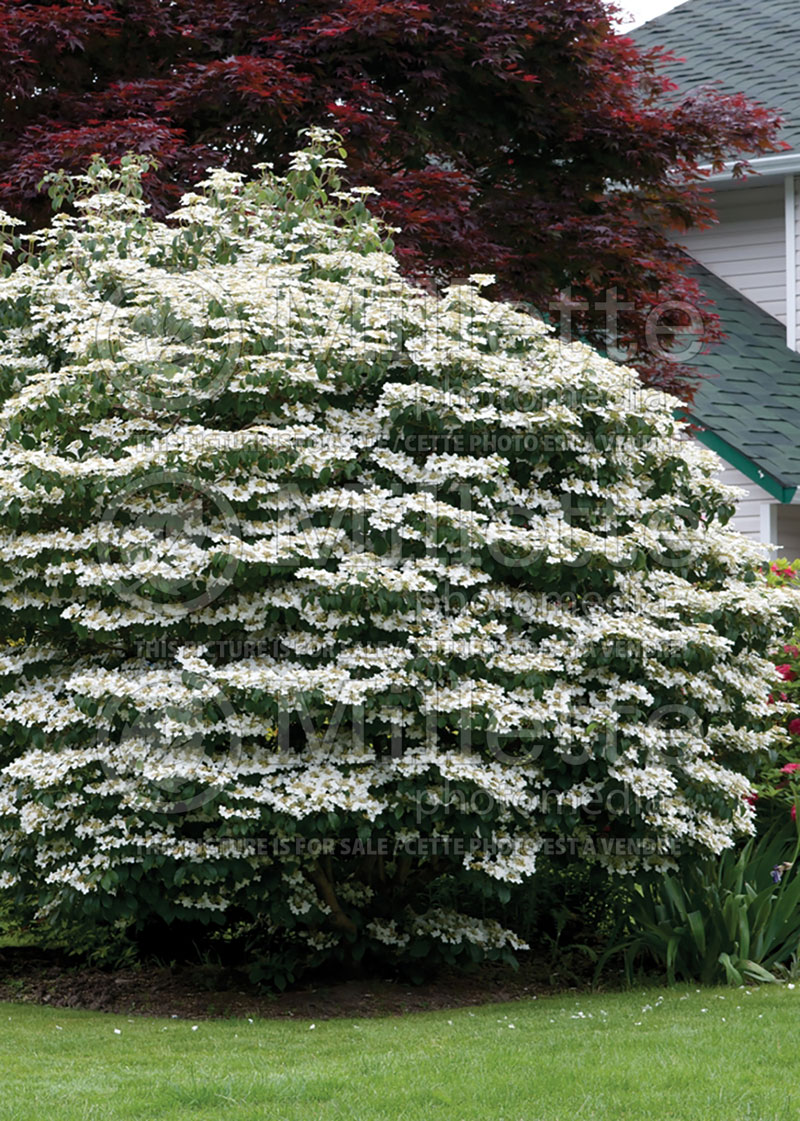 Viburnum Mariesii (Cranberry) 3