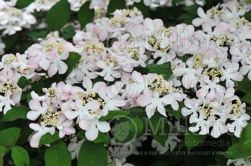 Viburnum Pink Beauty (Cranberry) 2