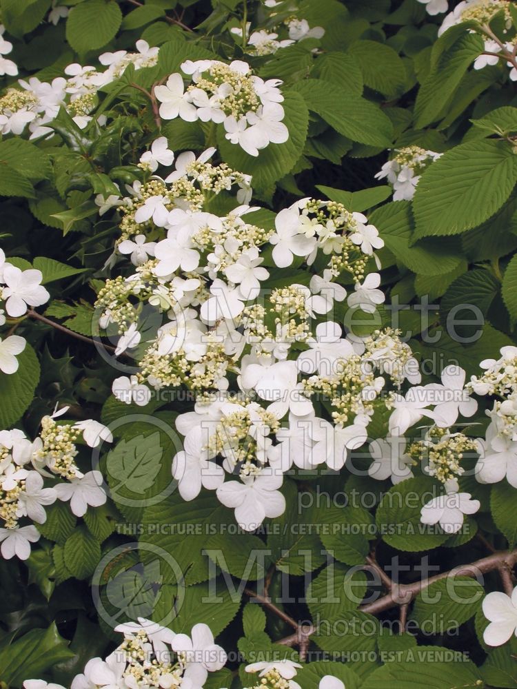 Viburnum Shasta (Cranberry) 3