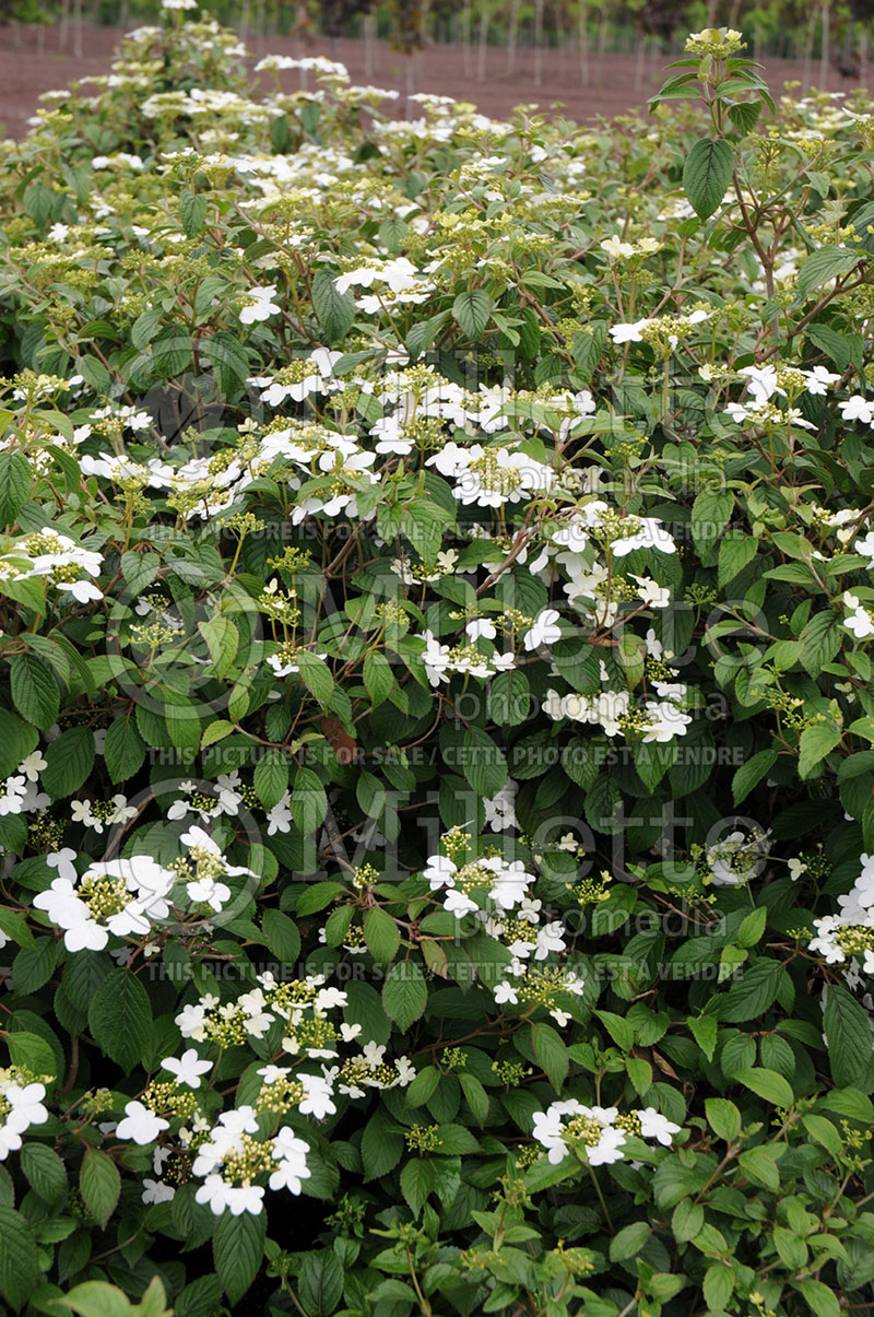 Viburnum Summer Snowflake (Cranberry Bush)  6