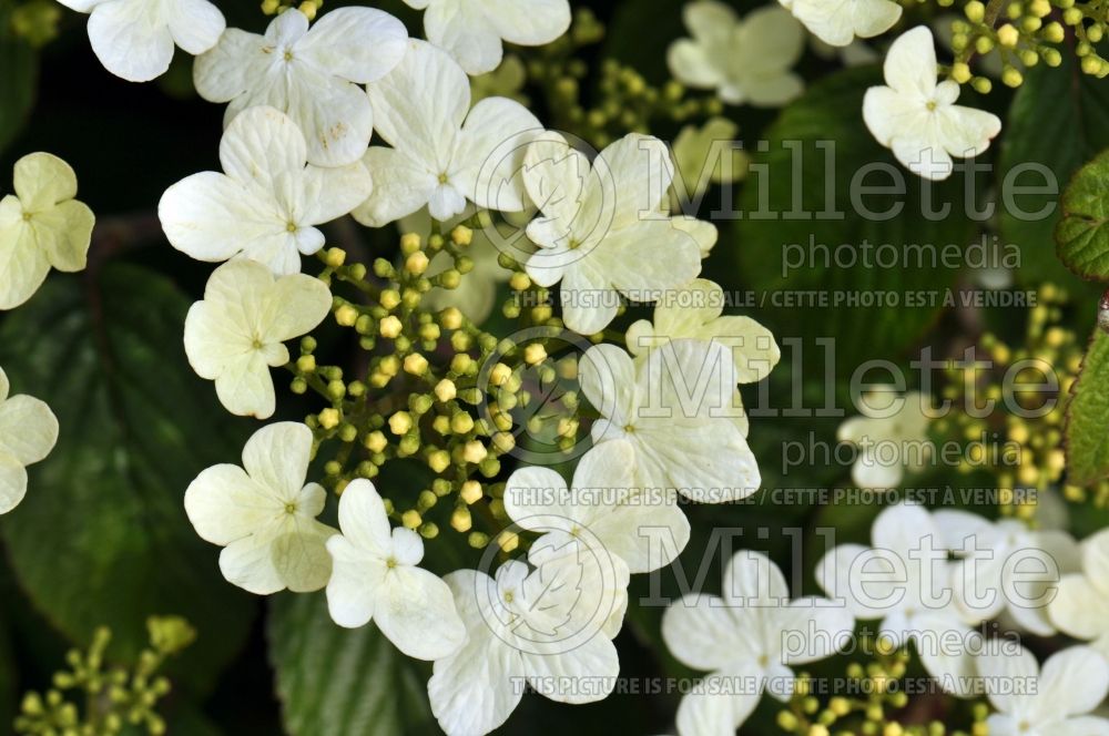 Viburnum Summer Snowflake (Cranberry) 9