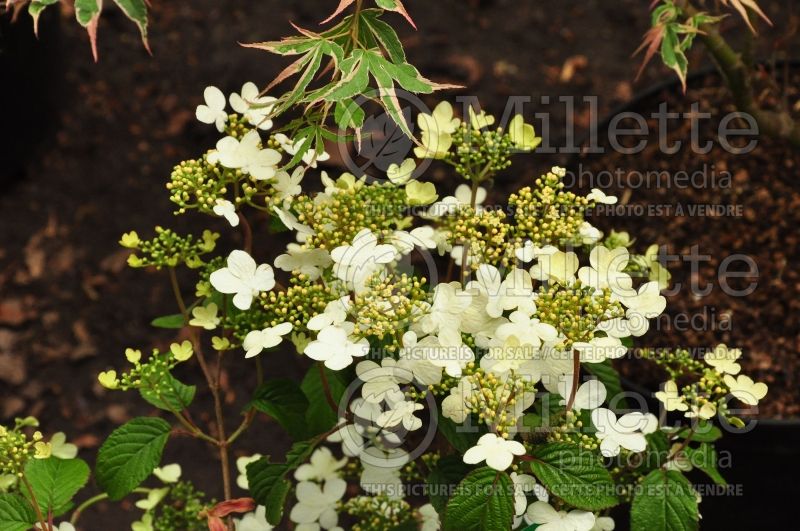 Viburnum Summer Snowflake (Cranberry) 8