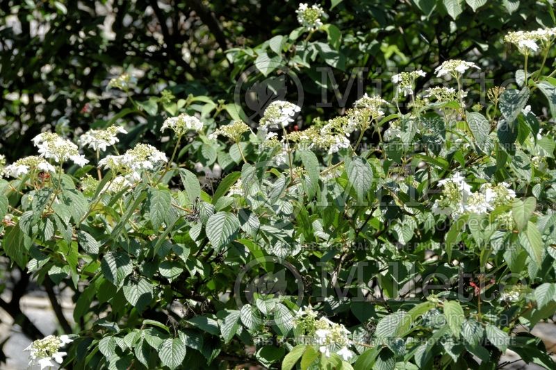 Viburnum Summer Snowflake (Cranberry) 7