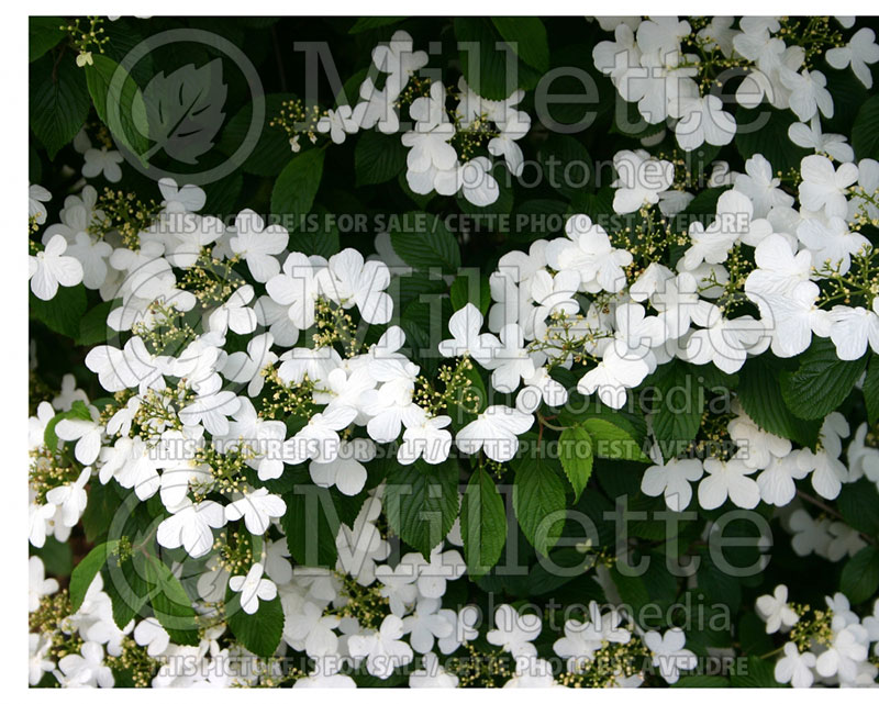 Viburnum Summer Snowflake (Cranberry) 4