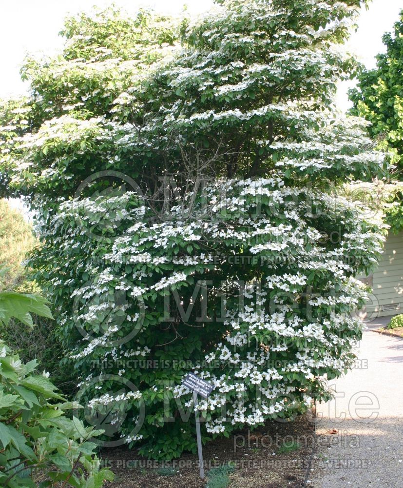 Viburnum Summer Snowflake (Cranberry) 1