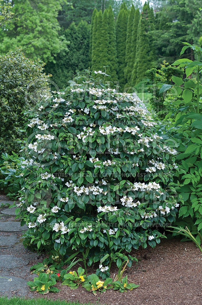 Viburnum Summer Snowflake (Cranberry) 5