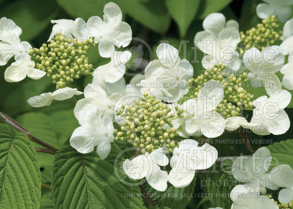 Viburnum Mariesii (Cranberry) 5