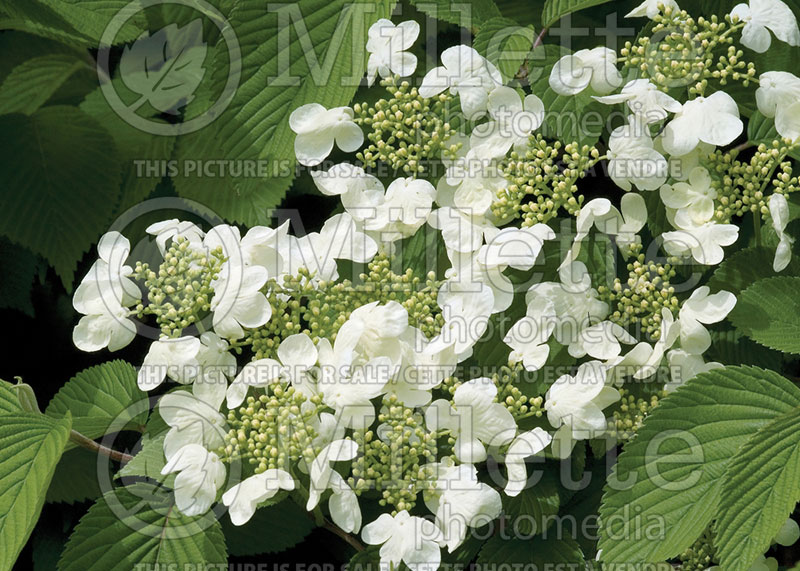 Viburnum Mariesii (Cranberry) 6