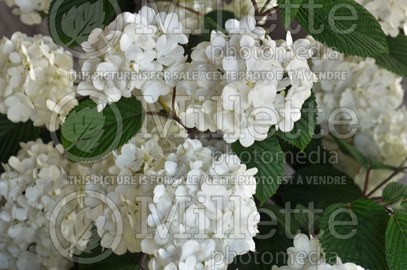 Viburnum Popcorn (Japanese Snowbell) 1