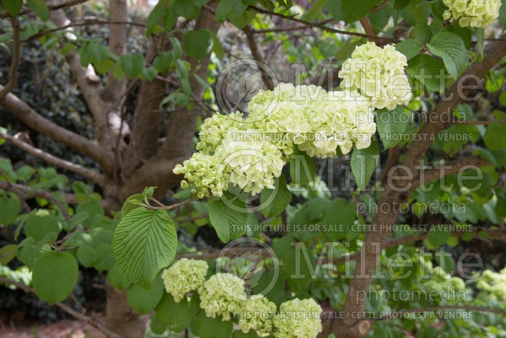 Viburnum Popcorn (Japanese Snowbell) 4