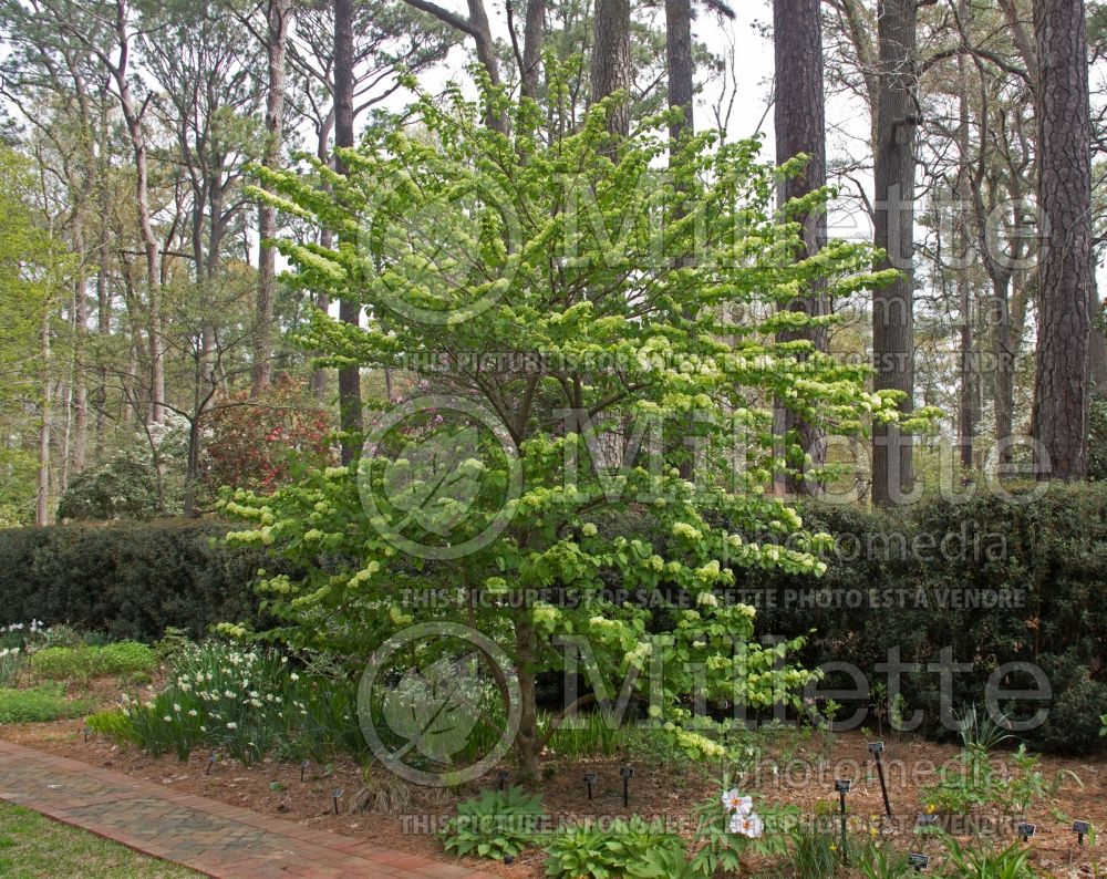 Viburnum Popcorn (Japanese Snowbell) 3