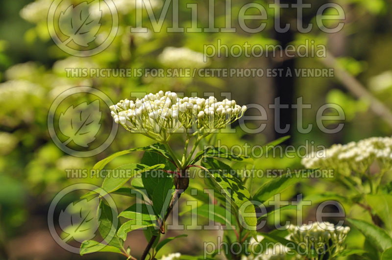 Viburnum prunifolium (blackhaw viburnum) 1  