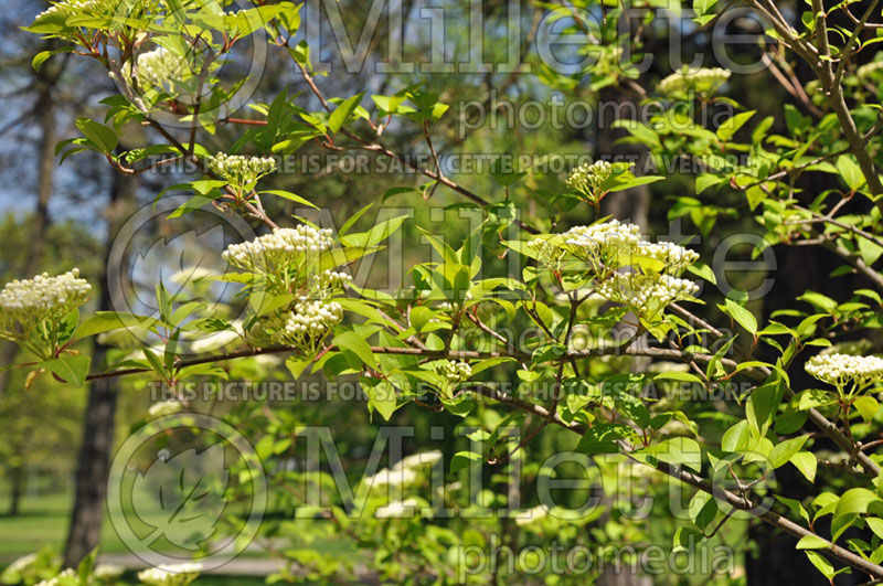 blackhaw viburnum flower