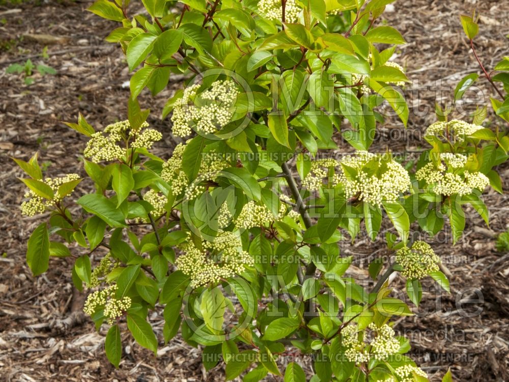 Viburnum Forest Rouge (Blackhaw Viburnum - viorne) 2