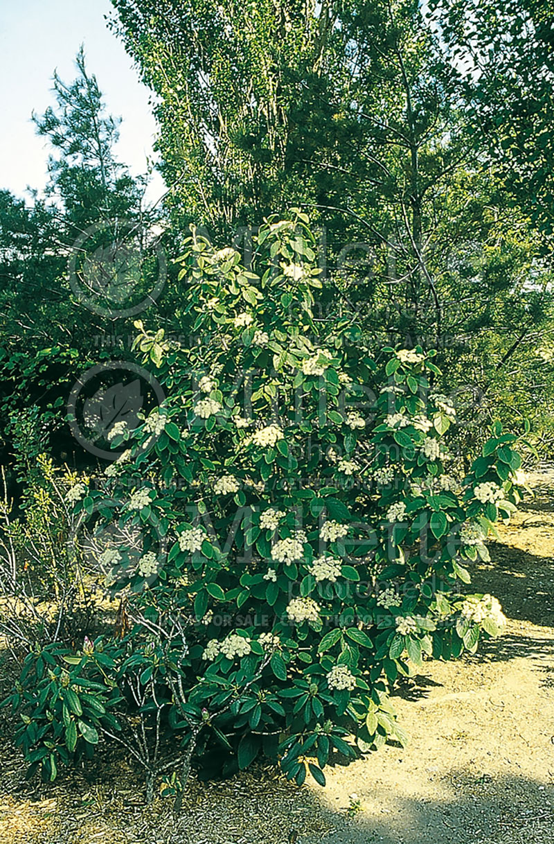 Viburnum Alleghany (Lantanaphyllum viburnum) 2  