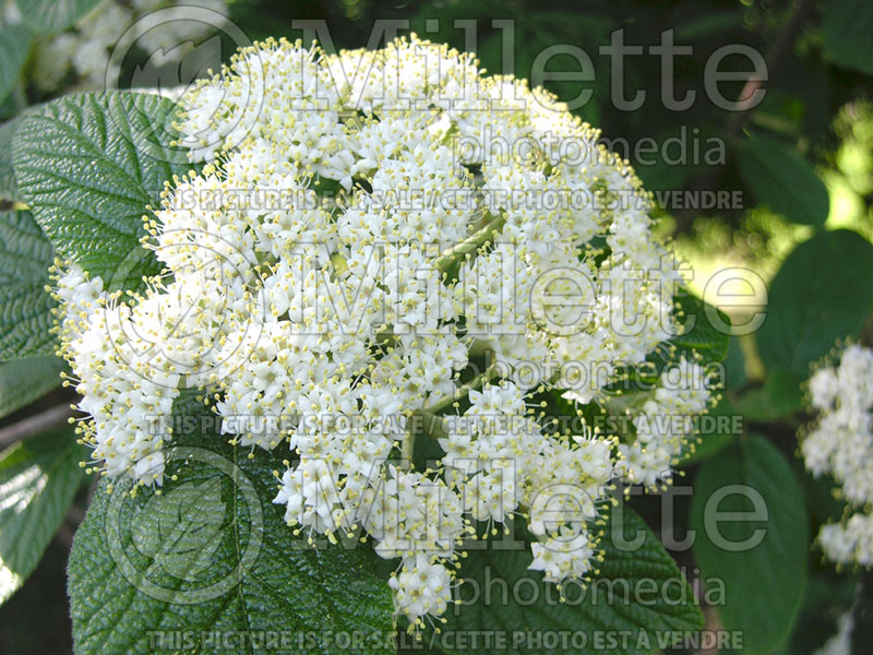 Viburnum Alleghany (Lantanaphyllum viburnum) 1  