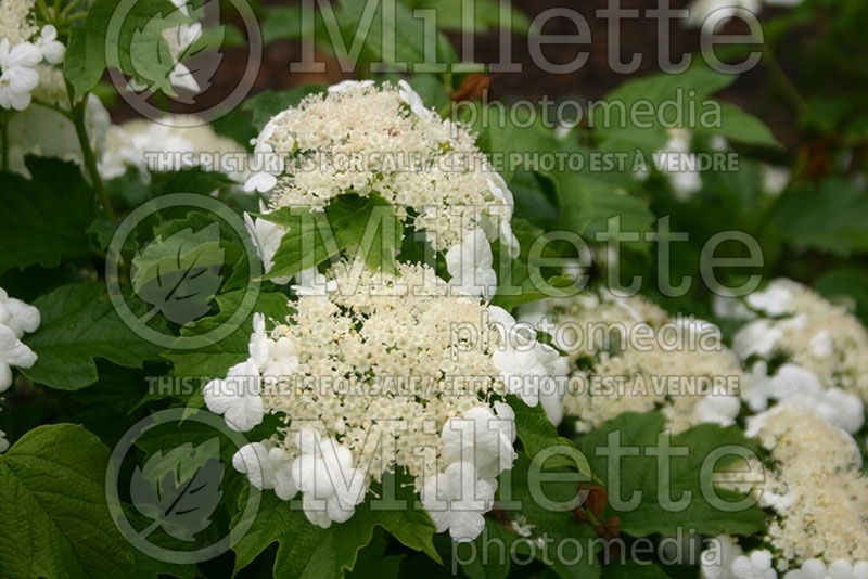 Viburnum Chiquita (Viburnum)  2