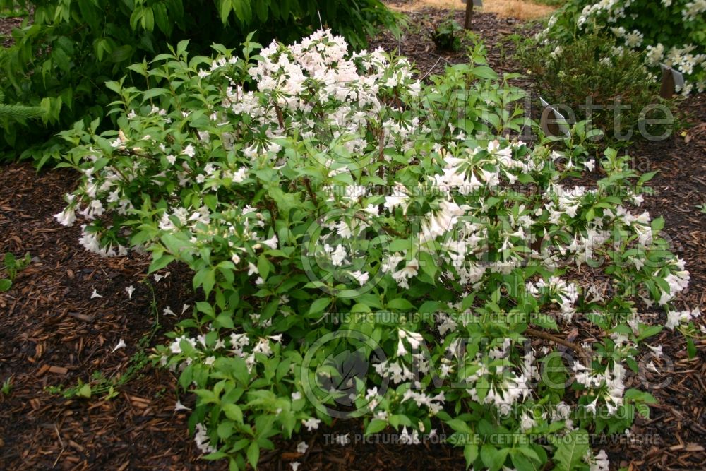 Viburnum Chiquita (Viburnum)  1