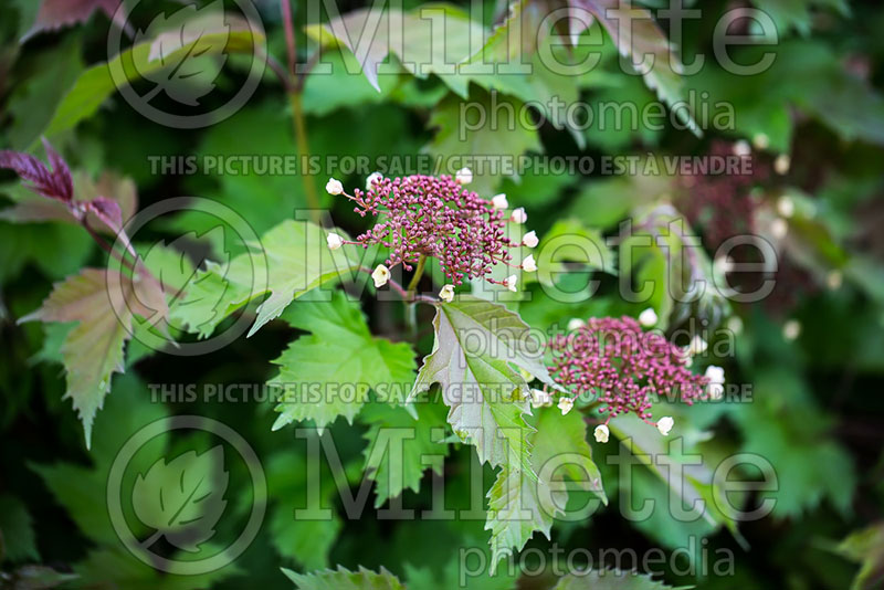 Viburnum Onondaga (Viburnum - Viorne) 5