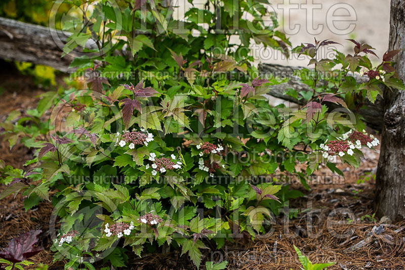 Viburnum Onondaga (Viburnum - Viorne) 4