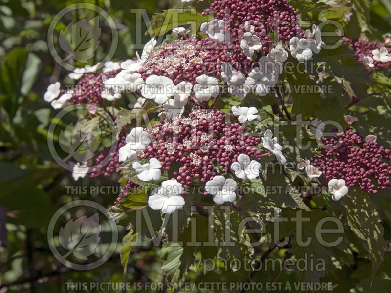 Viburnum Onondaga (Viburnum - Viorne) 2