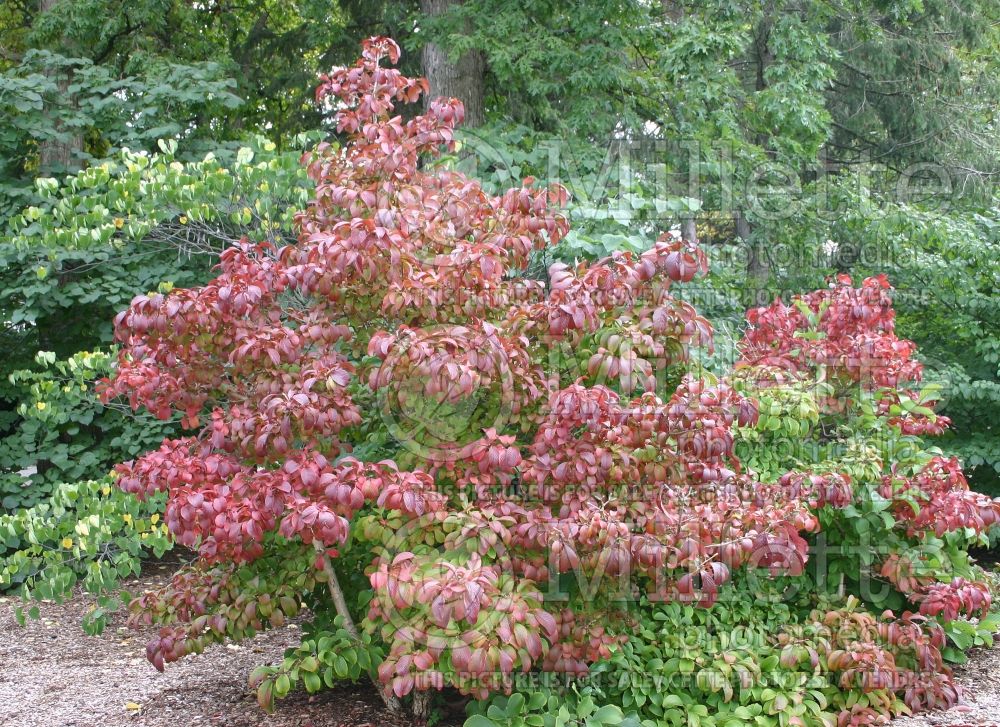 Viburnum Wavecrest (Viburnum) 1 