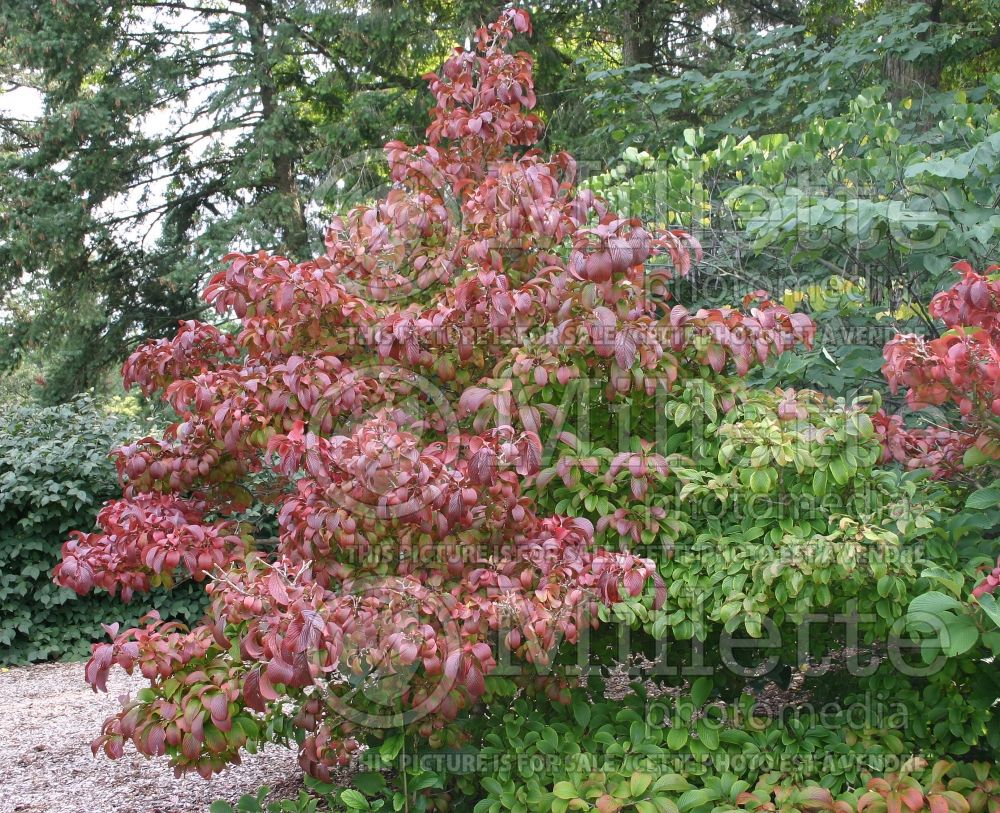 Viburnum Wavecrest (Viburnum) 2 