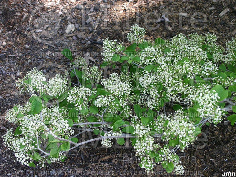 Viburnum Wavecrest (Viburnum) 4 