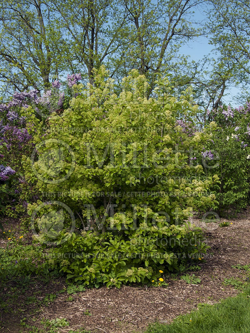 Viburnum Wavecrest (Viburnum) 5 