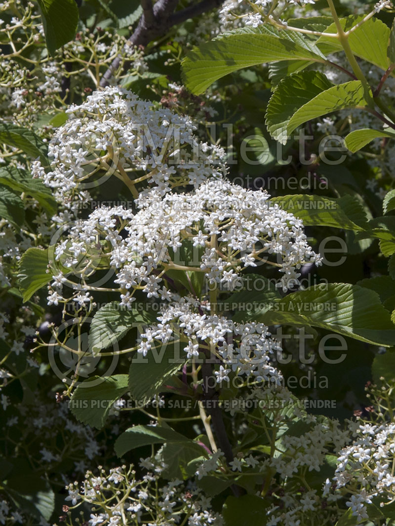 Viburnum Wavecrest (Viburnum) 7 