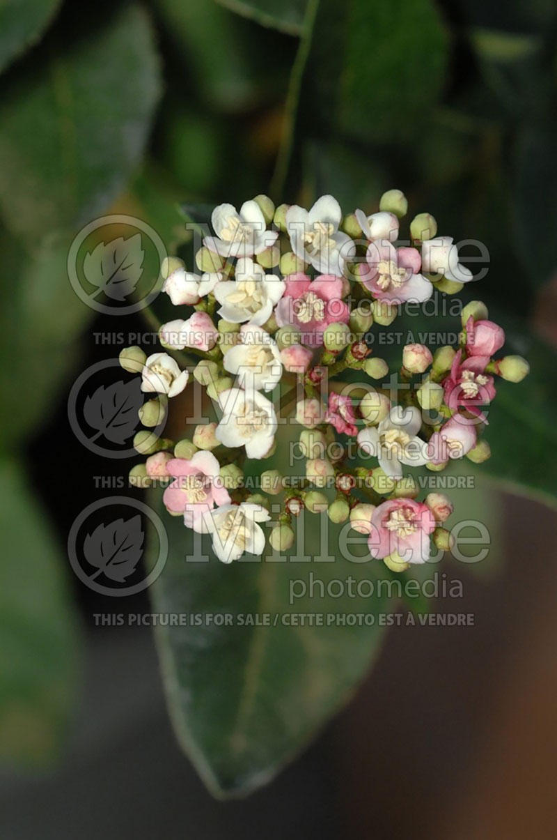 Viburnum Eve Price (Laurustinus) 1  