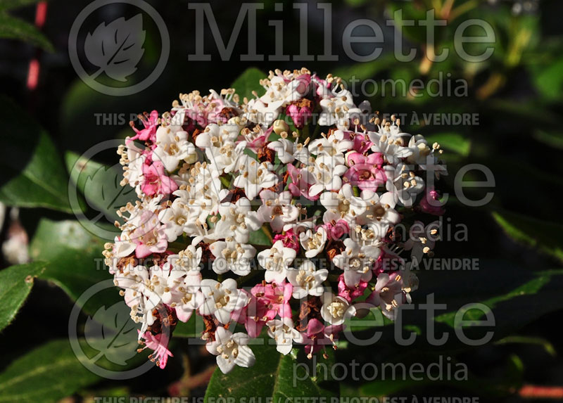 Viburnum Eve Price (Laurustinus) 3  