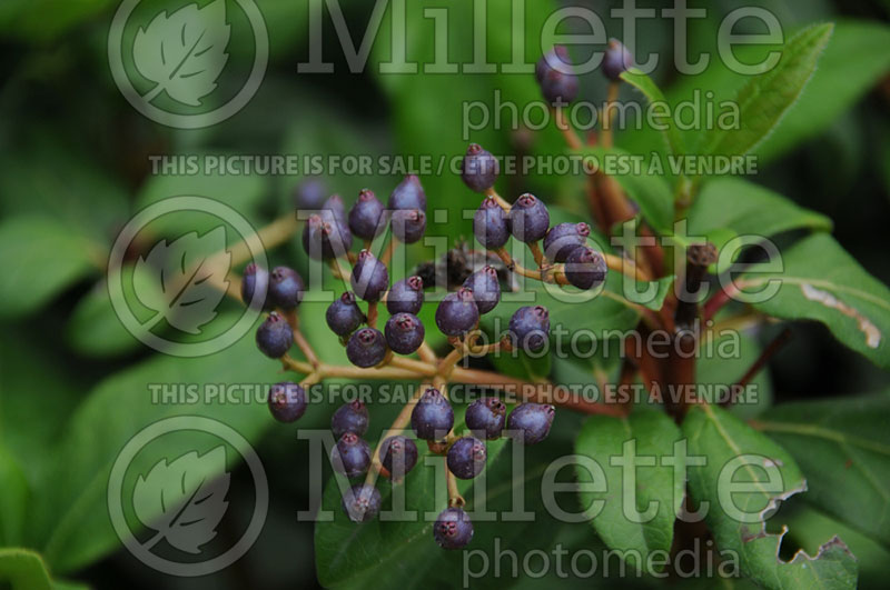 Viburnum Gwenllian (Cranberry) 1  