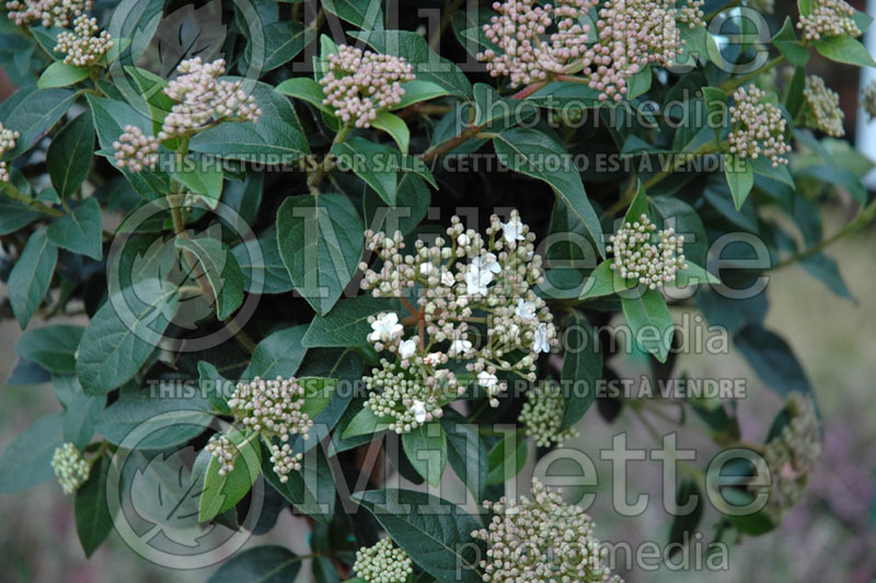 Viburnum tinus (Laurustinus) 1  