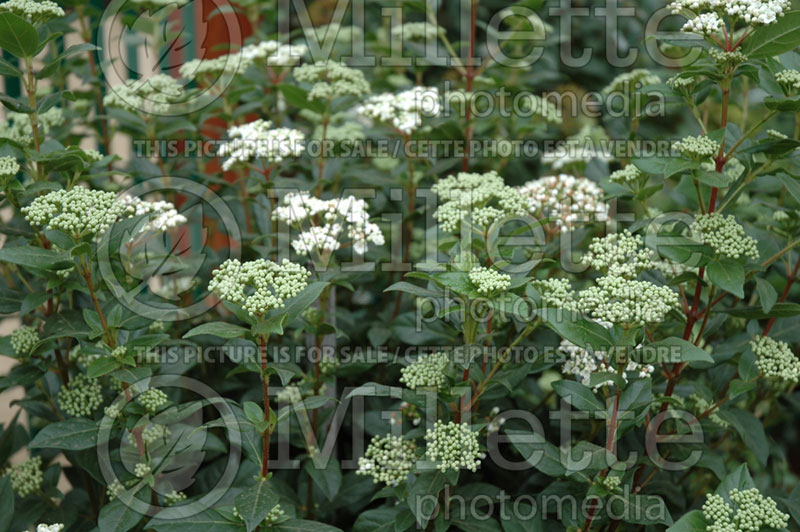 Viburnum tinus (Laurustinus) 2  